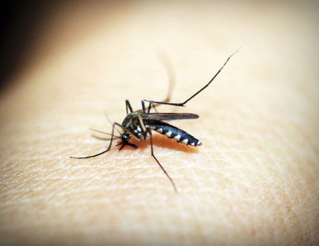 mosquito bite EEE virus