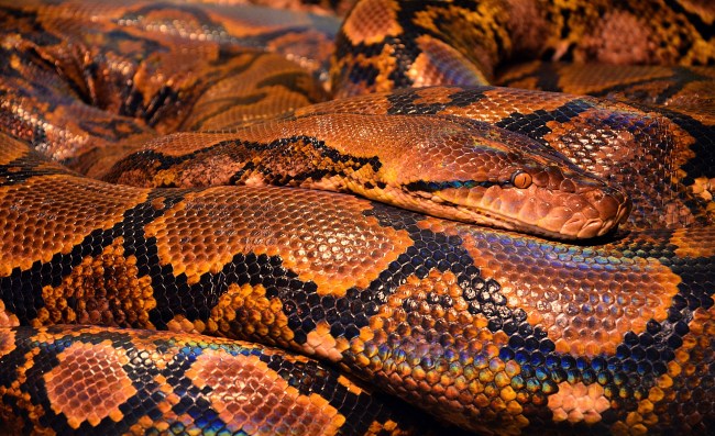 python snake