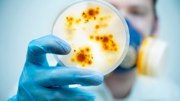 Scientists Say ANOTHER Virus From China Could Spark A Pandemic And 2020 Is Just Screwing With Us At This Point