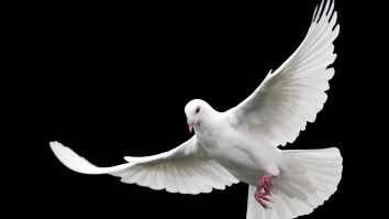 Bird Caught On Video Frozen Motionless In Mid-Air Sparks Alien ‘Time Bubble’ Theory