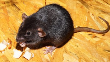Rats In NYC Are So Hungry Because Of The Pandemic They’re Attacking Outdoor Diners