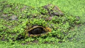 1,000+ Year Old Artifacts Found Inside Of Massive 750-Pound Alligator In Mississippi