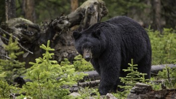 Canadian Hiker Shares What It Was Like To Be Blindsided By A Bear That Bashed Her In The Face With Its Paws