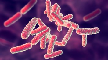 A Case Of The Bubonic Plague Has Been Detected In A City In China Because 2020 Is Apparently Running Out Of Original Ideas
