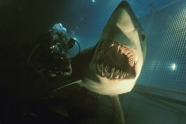 scariest movie sharks ranked