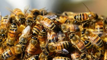 Massive Swarm Of Bees Overruns A Beach In New Jersey As 2020 Marches On With Zero Chill