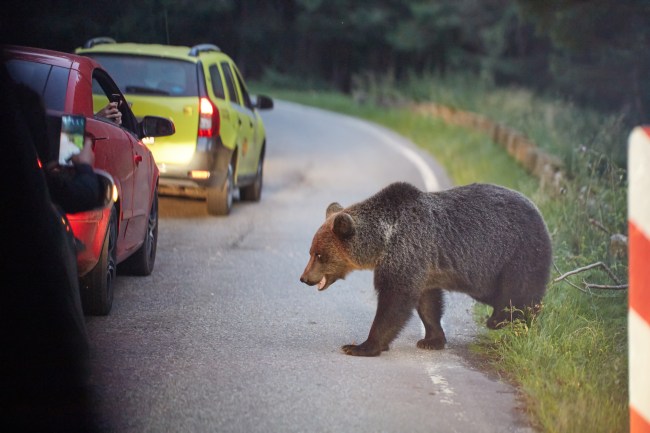 Brown bear in the road