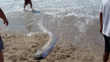 A 13-Foot Sea Monster (Oarfish) Washed Up On A Beach In Mexico Which Has Some Spooked