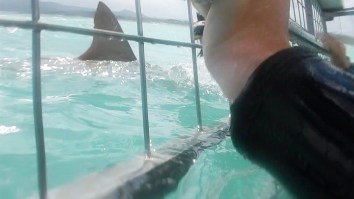 Are Sharks More Attracted To Human Or Fish Blood? YouTuber Uses A Bucket Of Blood To Find Out