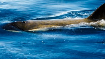 Fisherman Knocked Overboard When A Whale Slammed Into The Boat As The Camera Was Rolling