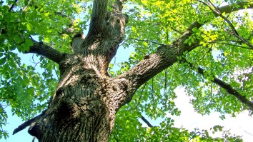 Man Spends More Than 100 Hours Trapped Under A Giant Tree, Survives On ‘Insects And Rainwater’