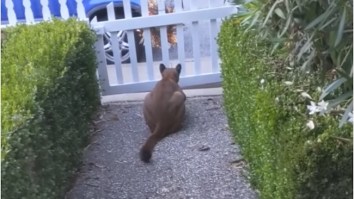 Guy Catches Massive Mountain Lion In His Yard Stalking Neighborhood Kids – ‘I Thought It Was Somebody’s Dog’