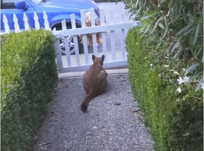 Mountain Lion Stalks California Neighborhood