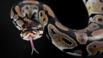 2 Huge Male Pythons Crash Through Ceiling While Fighting Over A Female Snake Because Chivalry Isn’t Dead