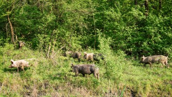 Officials Worried About Exploding Population Of Violent ‘Super Pigs’ Carrying An Absurd Number Of Diseases