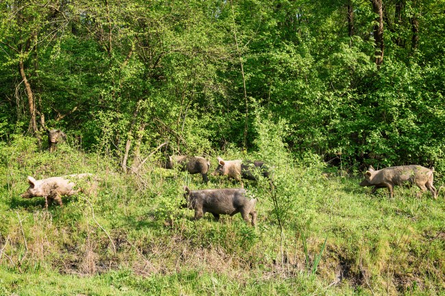 feral pigs hogs