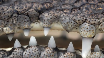 This 770-Pound Saltwater Crocodile Is So Dang Big It Fills Out The Entire Trailer Used To Relocate It
