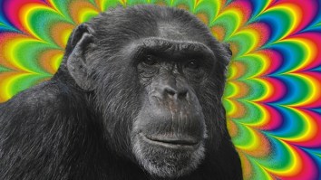 Descendants Of Monkeys Released By Ken Kesey After Being Used To Test LSD Tests May Still Roam A California Town
