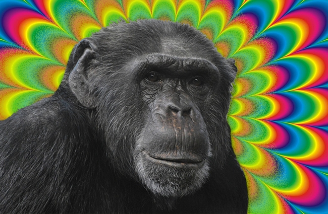 ken kesey lsd monkeys california town
