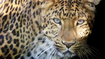 Just A Deadly Leopard Casually Strolling Through A Restaurant In South Africa In Search Of An Easy Meal
