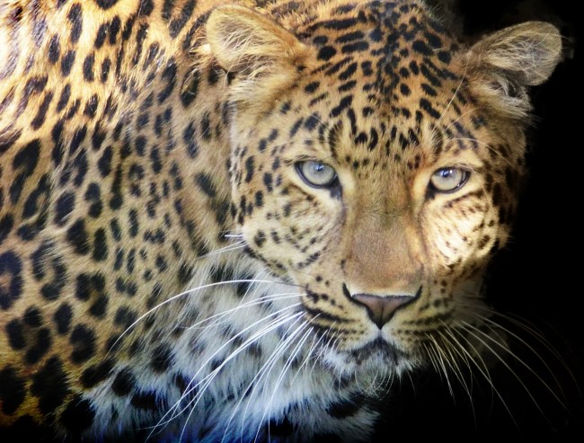 leopard close up