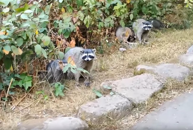 raccoons in park San Francisco