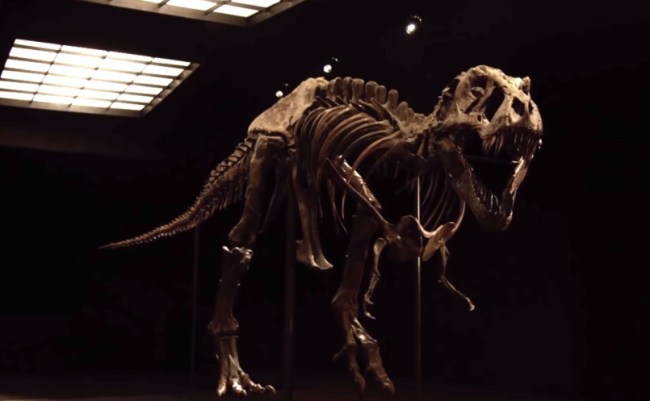 One of world's two largest and most complete Tyrannosaurus rex (TRex) skeletons is going on sale at an upcoming Christie's of New York auction.