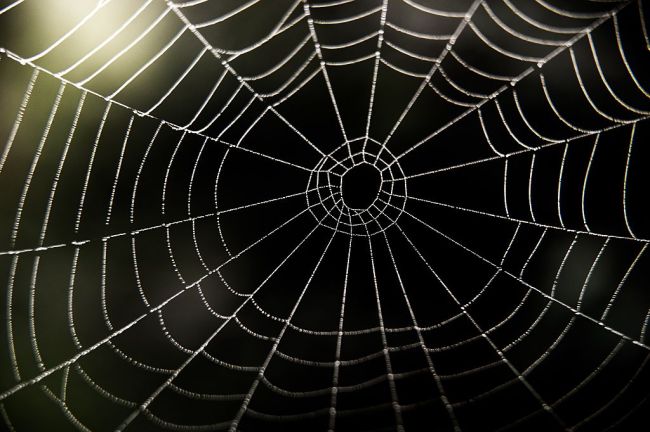 Arachnids spinning spider webs large enough to "catch" humans in a Missouri forest.