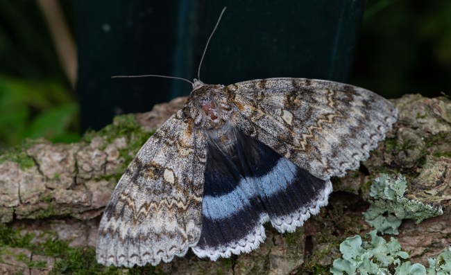 Giant Butterfly The Size Of A Bird Spotted In The Chernobyl Exclusion Zone