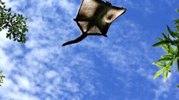 We Must Find The Fugitive Member Of This Flying Squirrel Trafficking Ring