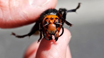 Don’t Panic, But Washington State Scientists Lost ANOTHER Giant Asian Murder Hornet