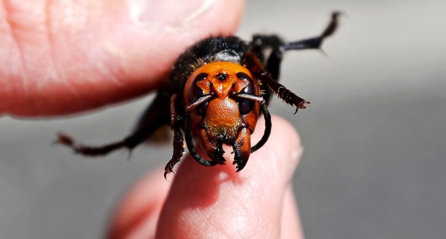 Washington State Scientists Lost ANOTHER Giant Asian Murder Hornet