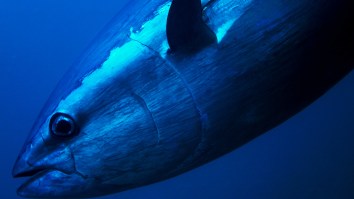 Massive 832-Pound Bluefin Tuna Breaks Florida Fishing Record But Misses Record Book Due To Technicality