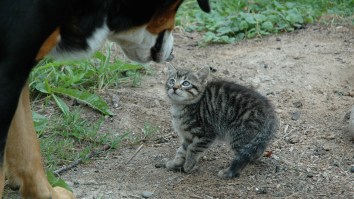 Falling Cat Knocks A Dude Out And A Dog Wearing Shoes Defends His Honor In The Most Chaotic Clip In Forever