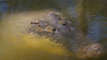 Aussie Fisherman Reels In A Massive Crocodile That Nearly Bends His Fishing Rod In Half