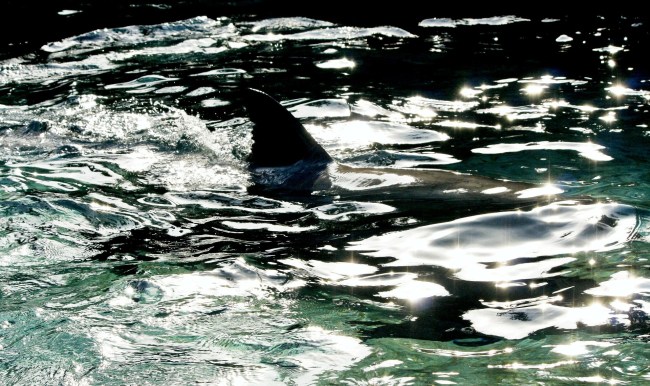 shark fin