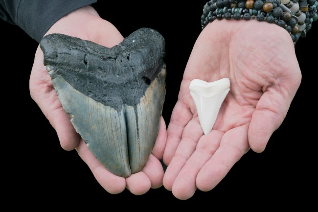 Megalodon tooth