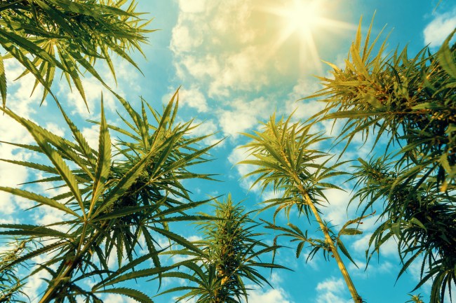 Researchers at the University of South Carolina say that THC from weed, marijuana, cannabis might be an effective way to treat COVID-19 / coronavirus.