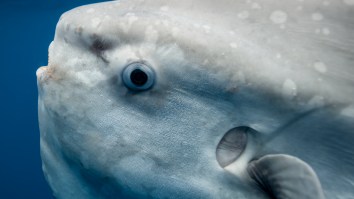 Cape Cod Police Are Begging Locals To Stop Calling Them About This Weirdly Awesome Fish That Keeps Showing Up