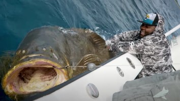 320-Pound Jaguars Offensive Lineman Jawaan Taylor Battles A Gargantuan 400-Pound Goliath Grouper