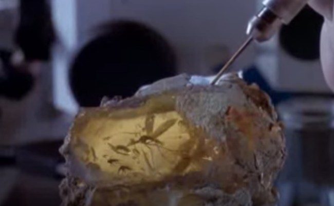 Jurassic Park mosquito inside of amber