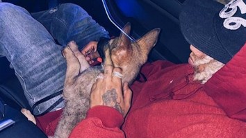 Remember Racist Karen Who Angrily Threw Her Dog At A Guy? He Kept The Dog And Has An Update About Its Condition