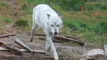 Yellowstone Tourists Capture A Grizzly Bear Battling An Entire Pack Of Wolves