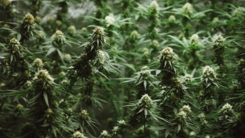 Ranking The Weed Quality From The New Weed States (NJ, MT, AZ, SD)