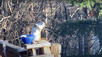 Sylvester The Squirrel Getting Hammered Off Of Fermented Pears Brought Major Holiday Weekend Vibes