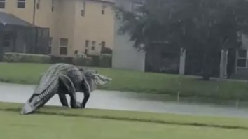 Seeing This Colossal Alligator On A Florida Golf Course Is Like A Trip To Jurassic Park