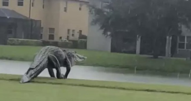 Alligator golf course florida