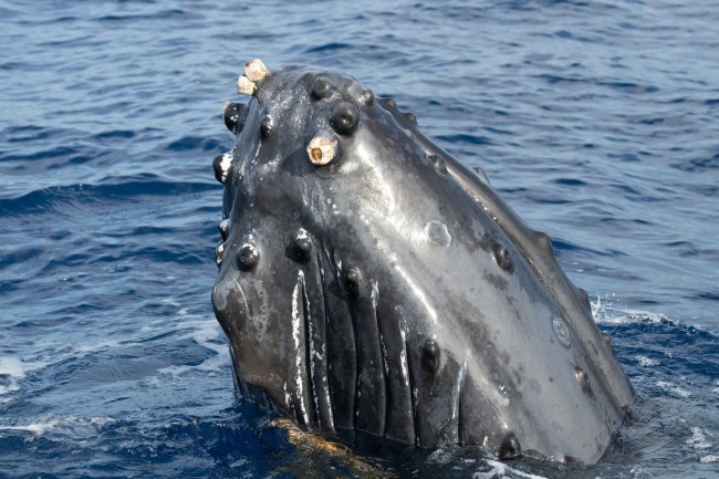 humpback whale
