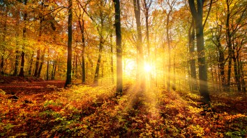 7th Grade Class Canceled Because Teacher Is ‘Living In The Forest’
