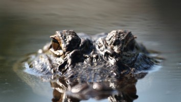 WATCH: ‘Monster’ Alligator Snatches Hunter’s Duck And DEVOURS It